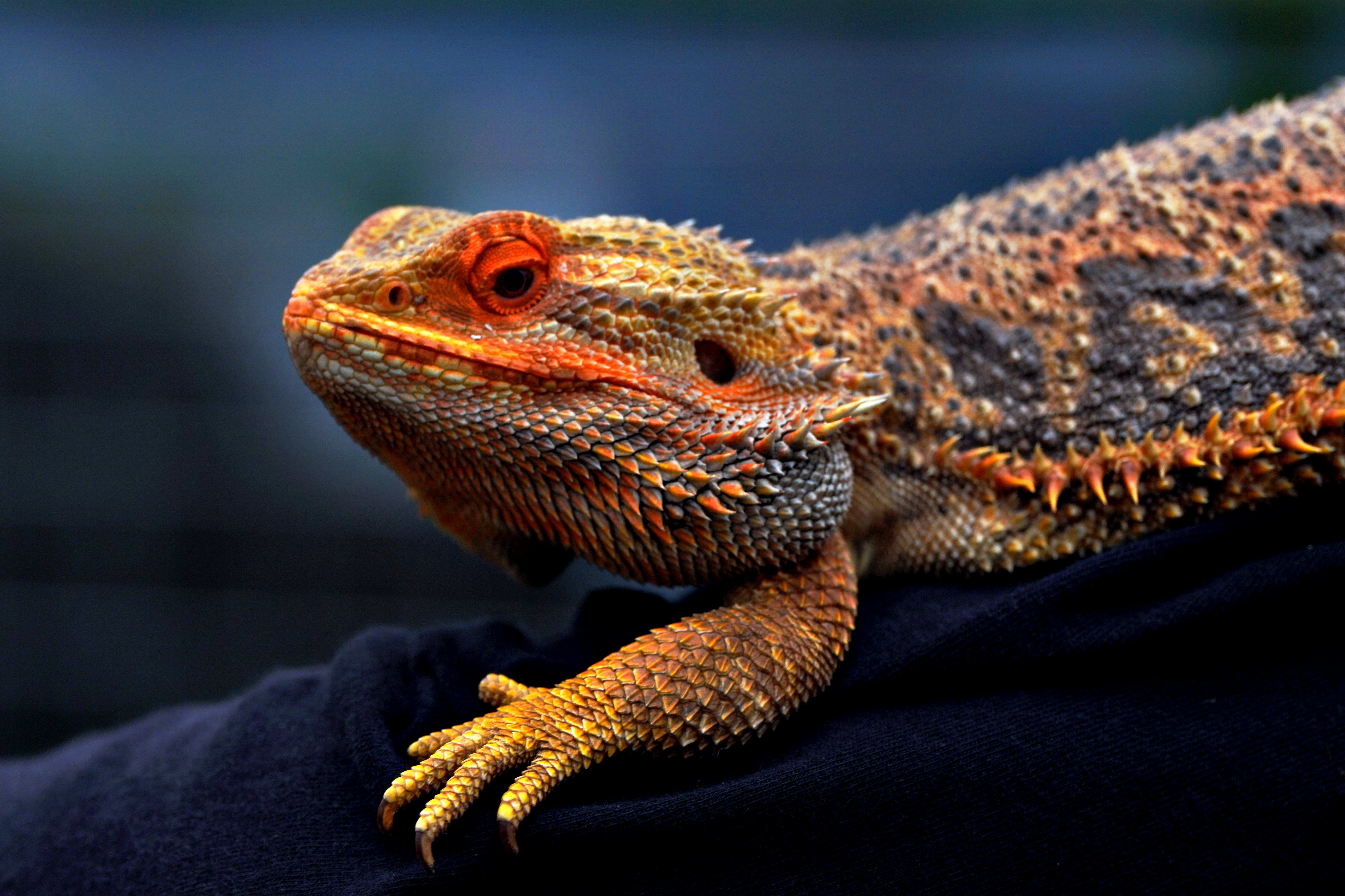 Reptile Care service in Spennymoor, County Durham - Becca's Paws N Claws